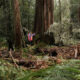 BBF: Tree Fern Massacres Must End 2