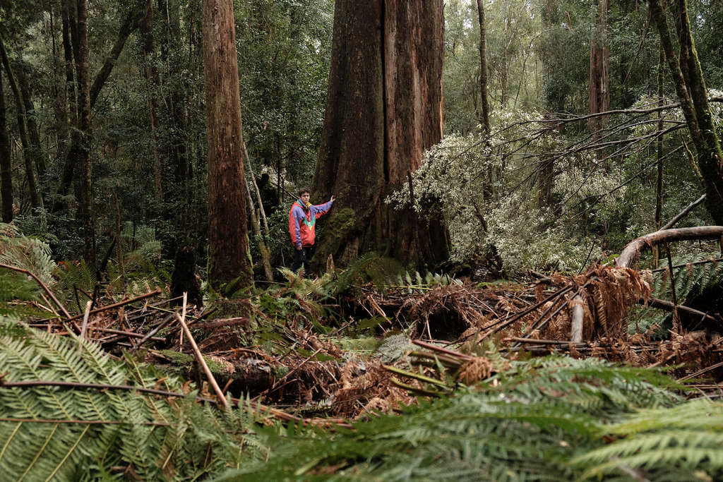 BBF: Tree Fern Massacres Must End 1