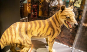 The 140y.o. Thylacine Brain 7