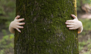 We Must Find Better Ways to Protect Giant Trees 19