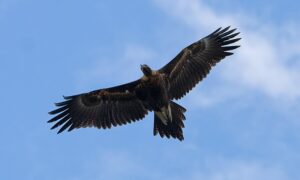 Comment Period Open for St Patricks Plains Wind Farm Proposal 34