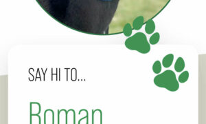 Security in Place at Greyhound Adoption Program 19