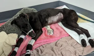ALT: Greyhound Industry Rehoming 'Not Transparent' 1