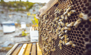 Biosecurity Tasmania Resumes Hive Inspections 24