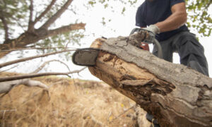 Chainsawed Logs Transformed into Wildlife Habitat on Queens Domain 17