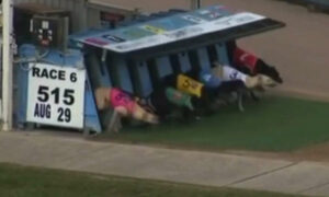 First Greyhound Track Death of the 2023/24 Season 25