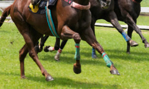 ORI Revokes Scott Brunton's Trainer's Licence 15