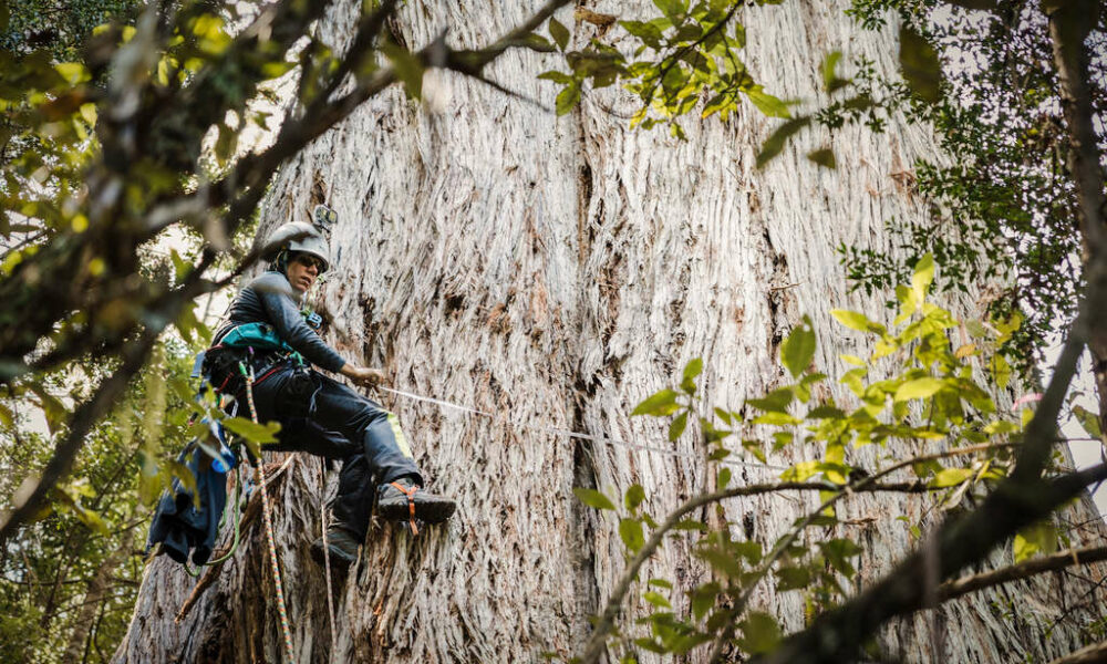 Tasmanian Recreational Tree Climbing — The Tree Projects