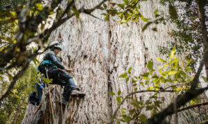 Huon Valley’s Grove of Giants is the Most Carbon Dense Forest in Tasmania 1