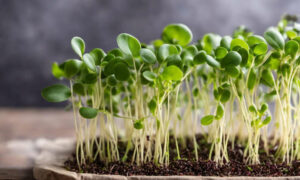 Plants NGO Joins Expert Panel at Global Micronutrient Conference 8