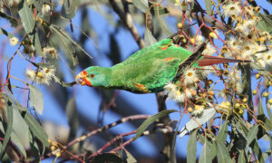 Greens: Liberals Swift Parrot Plan is 'Extinction Plan' 22