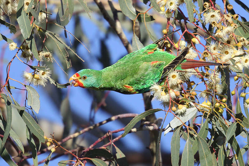 Greens: Liberals Swift Parrot Plan is 'Extinction Plan' - Tasmanian Times