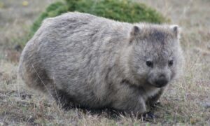 How Many Bare-Nosed Wombats Are There? 1