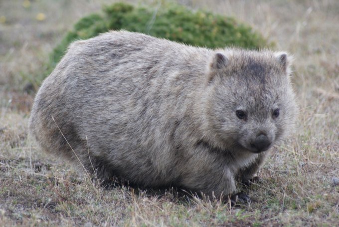 How Many Bare-Nosed Wombats Are There? - Tasmanian Times