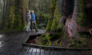 Launch of Big Tree State Website 16