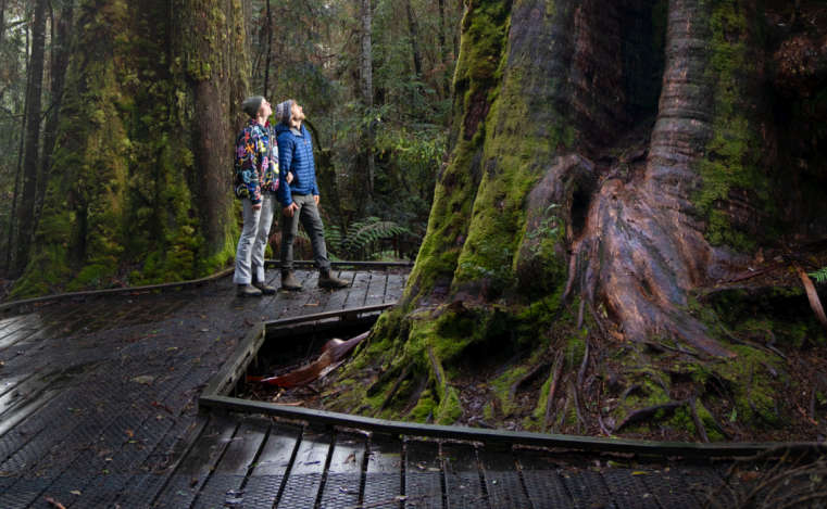 Launch of Big Tree State Website 1