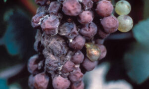 Wine Science - Botrytis, Trunk Disease, Fighting Fungus without Fungicide 7