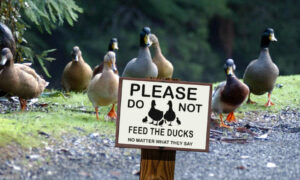 Don't Feed the Ducks! 27