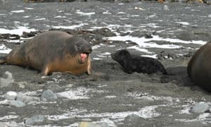 Annual Elephant Seal Count Underway 9