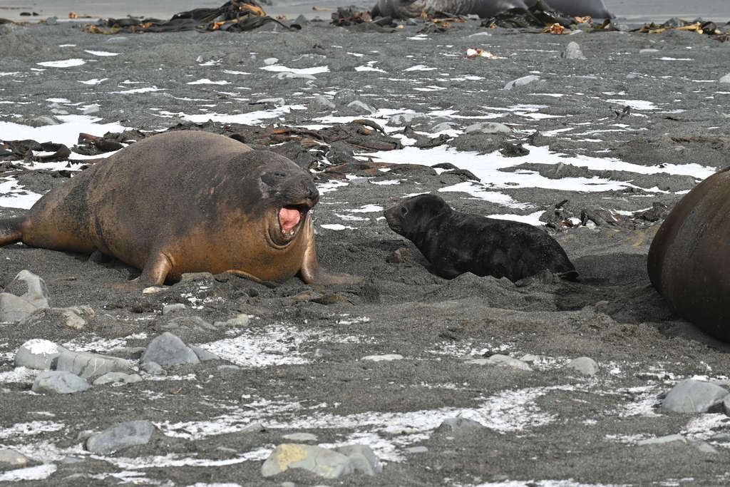 Annual Elephant Seal Count Underway 1