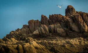 Skal Hobart Supporting Pennicott Foundation’s Sustainability Projects 1