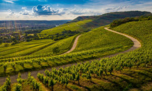 9 Tasmanian Wineries in Halliday Wine Companion's Top 100 11