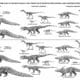 Prehistoric crocodilians chart