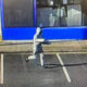 Devonport Police Search for Robbery Suspect 2