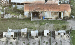 More Greyhounds Killed, Injured by Pointless 'Sport' 1