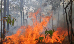 Hydro Tasmania 'Bushfire Ready' 21