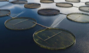 Bruny Community Wants Marine Reserves not Salmon Pens 28