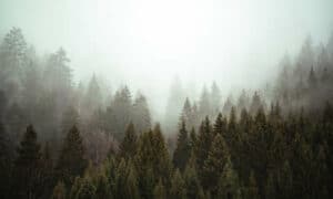 Forest Economics Congress 20