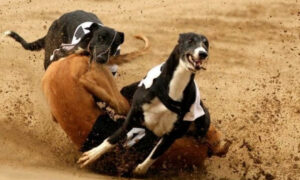 Poll: Majority Against Greyhound Racing 1