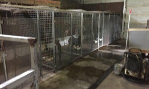 New Report – Punters Duped, Dogs Mistreated 22