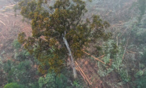 Log from Swift Parrot Habitat Dumped on MONA Congress 30