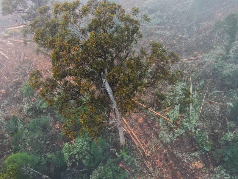 Log from Swift Parrot Habitat Dumped on MONA Congress 1