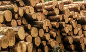 Hardwood Plantation Logs Released by STT 13