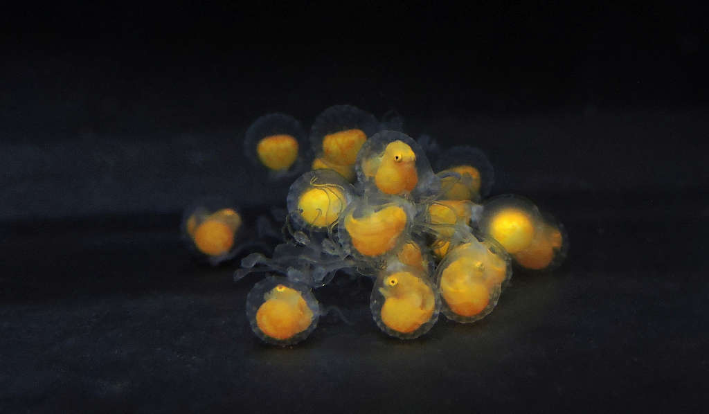 21 Red Handfish Hatched in Conservation Breeding Program 4 21 Red Handfish Hatched in Conservation Breeding Program 4