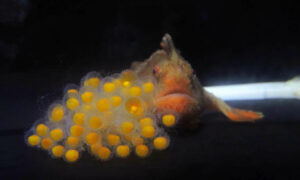 21 Red Handfish Hatched in Conservation Breeding Program 3