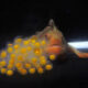 21 Red Handfish Hatched in Conservation Breeding Program 4