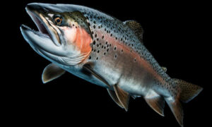 TAI: Salmon Industry Jobs Overstated 24