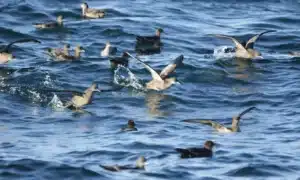 Why are Hundreds of Dead and Dying Seabirds Washing Up on Beaches? 18