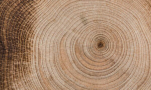 TAI: Native Forest Logging Could End with 'Little Economic Disruption' 36