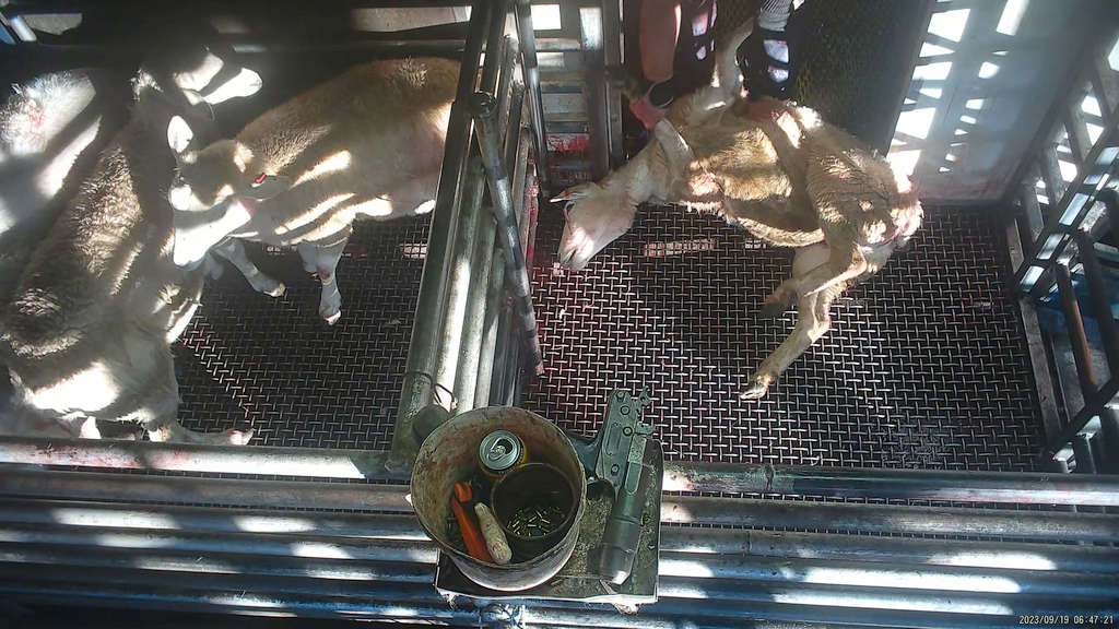 Surprise! 5 Tasmanian Abattoirs Abusing Animals 72