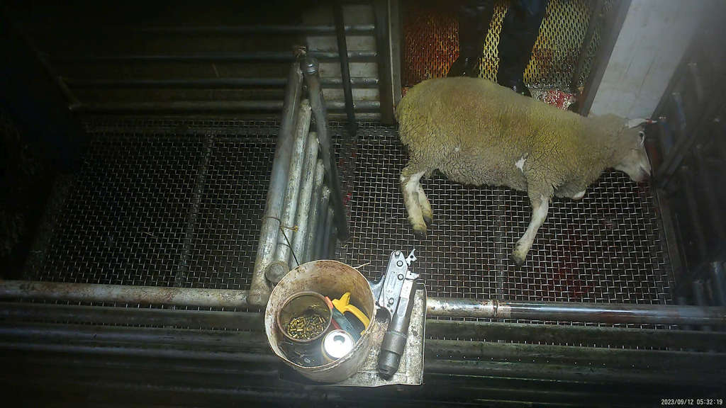 Surprise! 5 Tasmanian Abattoirs Abusing Animals 73
