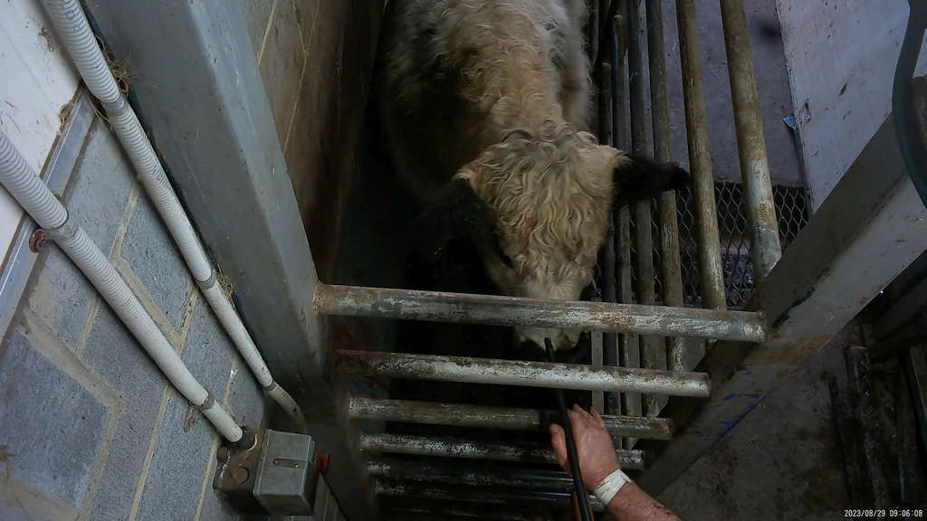 Surprise! 5 Tasmanian Abattoirs Abusing Animals 74