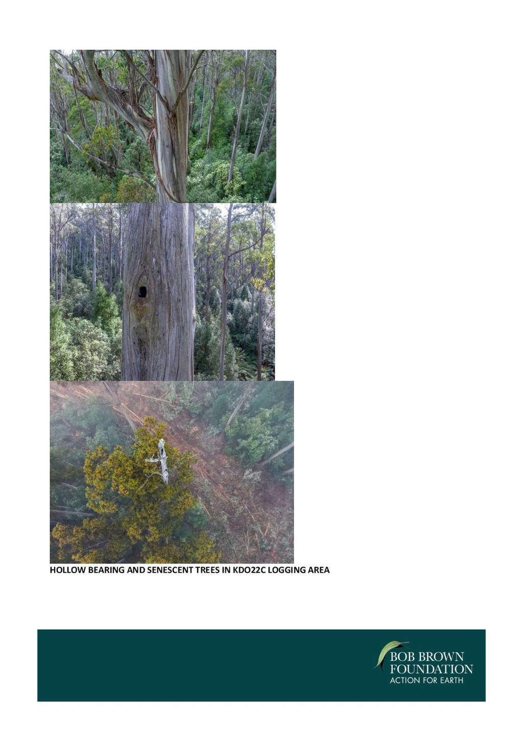 BBF Threatens Logging Injunction in Swift Parrot Habitat 46 BBF Threatens Logging Injunction in Swift Parrot Habitat 46