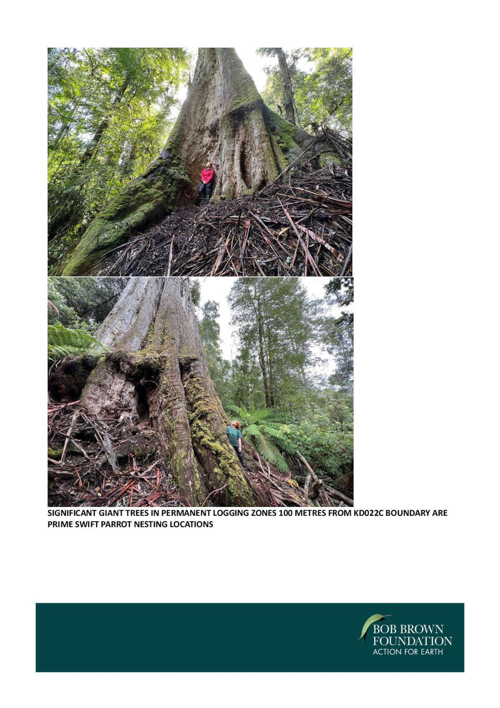 BBF Threatens Logging Injunction in Swift Parrot Habitat 47 BBF Threatens Logging Injunction in Swift Parrot Habitat 47