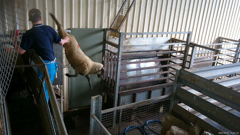 Surprise! 5 Tasmanian Abattoirs Abusing Animals 54