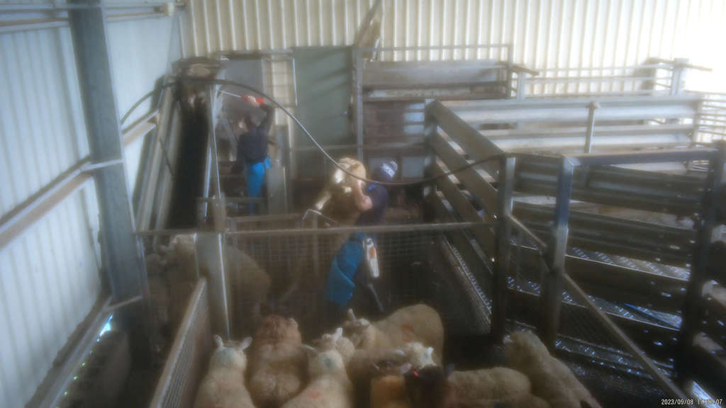 Surprise! 5 Tasmanian Abattoirs Abusing Animals 55